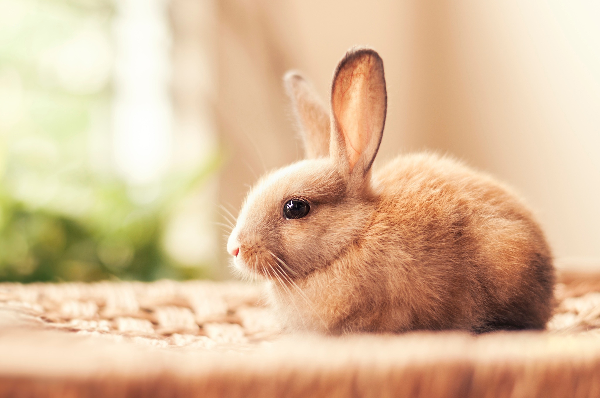 Описание кролика | Мой Тамагочи